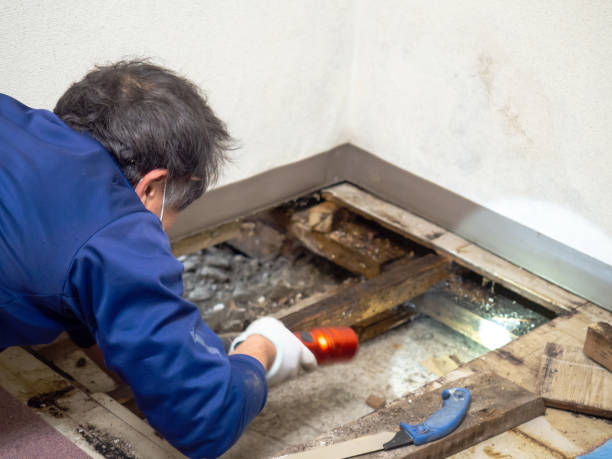 Best Professional Mold Removal  in Golden Valley, AZ