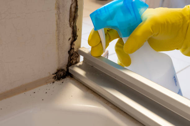 Best Mold Cleaning Services  in Golden Valley, AZ