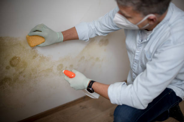 Best Mold Remediation  in Golden Valley, AZ