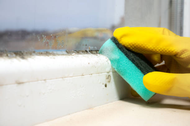 Best Black Mold Removal  in Golden Valley, AZ
