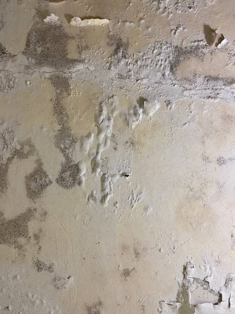 Best Mold Damage Repair  in Golden Valley, AZ