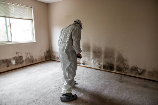 Best Mold Damage Repair  in Golden Valley, AZ