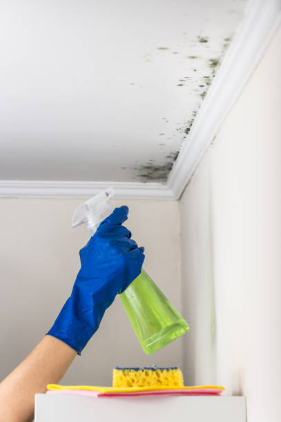 Best Attic Mold Removal  in Golden Valley, AZ