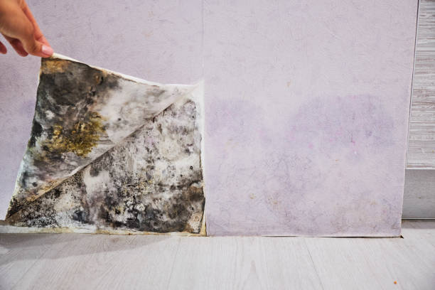 Best Emergency Mold Removal  in Golden Valley, AZ